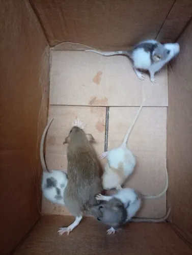 Hamster Twister (Rato)