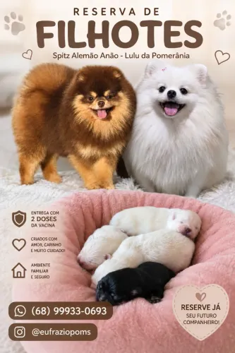 LULU DA POMERANIA - SPITZ ALEMÃO