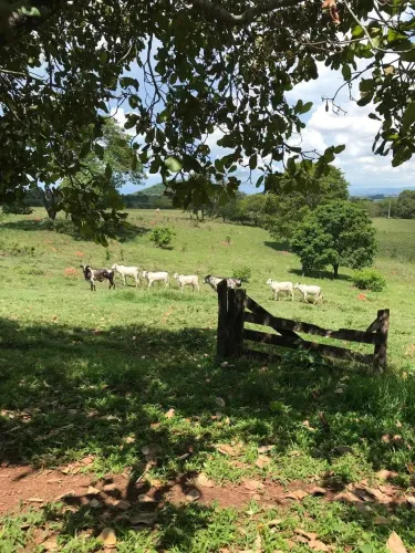 Chácara à Venda. 04 hectares, córrego no fundo em Petrolina de Goiás