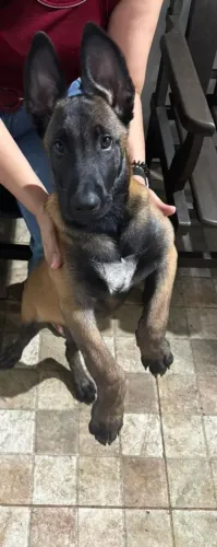Pastor belga malinoá disponível