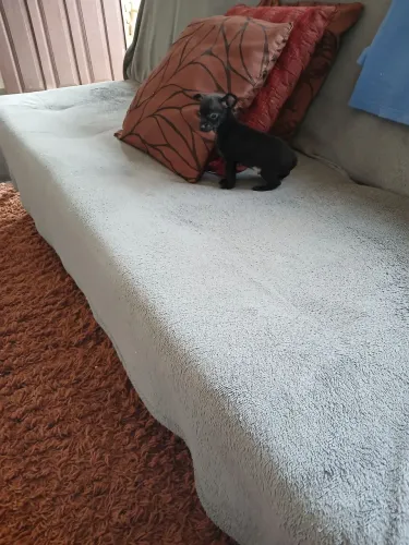 Vendo um filhotinho de pinche