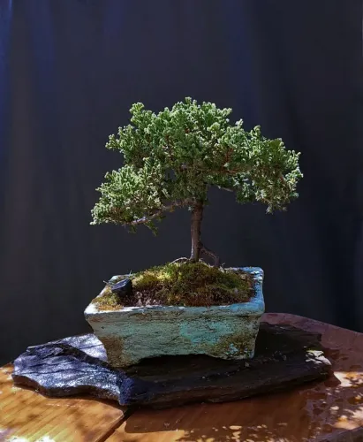 Bonsai juniperus horizontalis