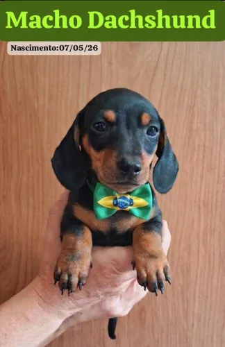 Dachshund Basset salsicha 