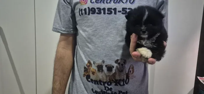 Último menino black spitz alemao lulu da pomerana