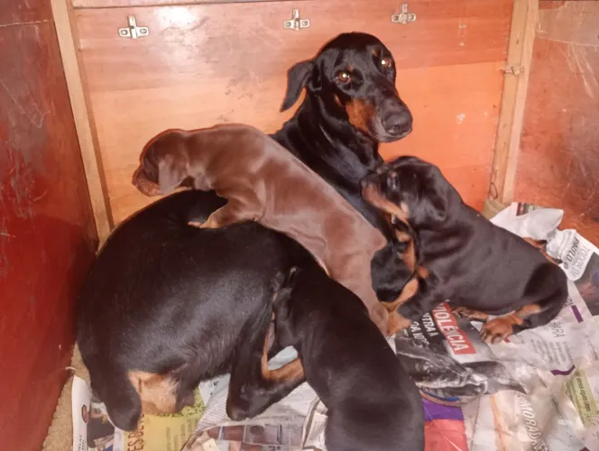 Filhote de Doberman