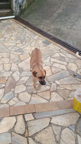 Doa-se cães e cadelas castradas. Em Mairinque e Barueri. Motivo: falta de espaço. São espe