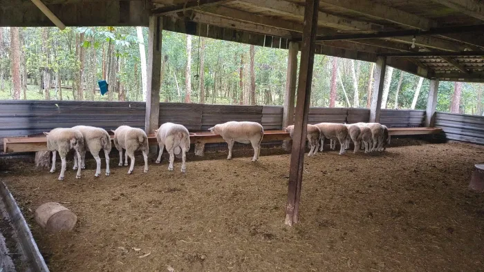 Vendo 14 fêmeas e um reprodutor texel 