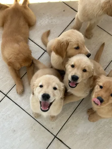 GOLDEN RETRIEVER