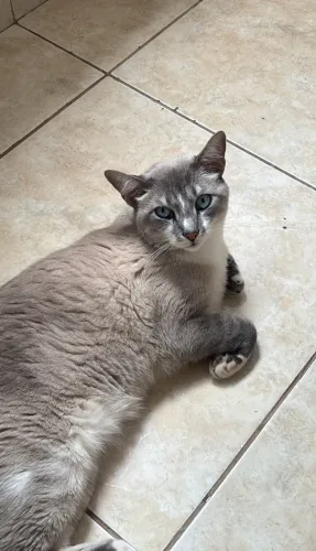 ADOÇÃO GATO URGENTE