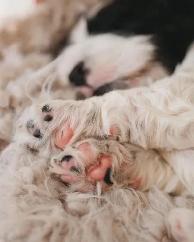 Filhote Cocker spaniel, esses filhotes podem derreter corações!