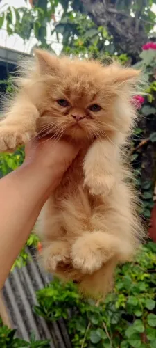 Vendo gatinho persa 