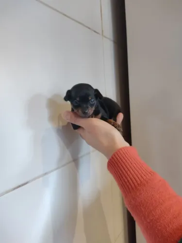 Filhote de pinscher machinho 