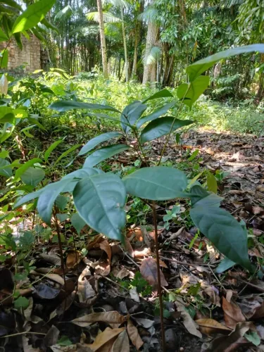 MUDAS DE ANDIROBA NATIVA À VENDA 