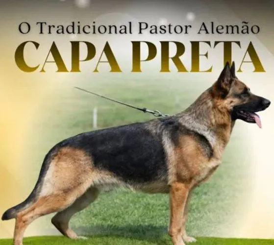 Pastor alemão 700,00