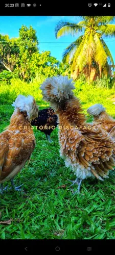 Aves ornamentais - Polonesa
