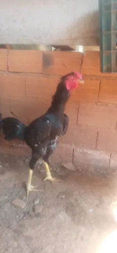 Galo preto