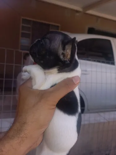 Macho bulldog francês a disponível