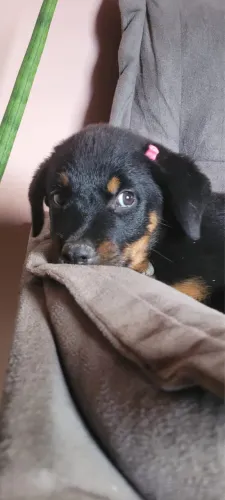 Filhote Rottweiler Fêmea