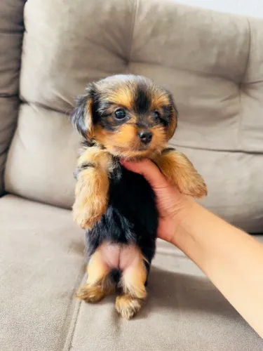 A HORA É AGORA DE ENCONTRAR O SEU NOVO MELHOR AMIGO!
