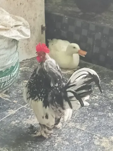 Vendo galo ? ganizes 