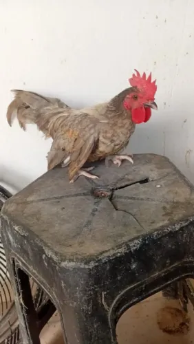 Vende-se essa galinha garnisé