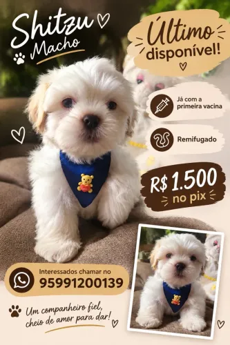 Cachorro