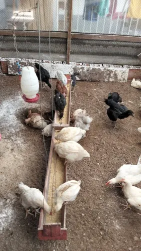 Frango 