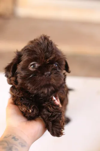 Macho Shih tzu Mini Chocolate Sólido 