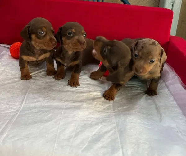 Dachshund Salsichinha Basset 