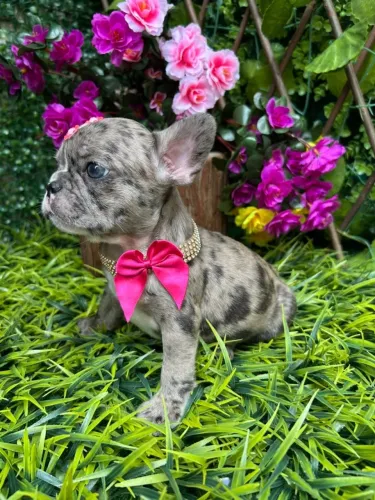 Exóticos Bulldog Francês