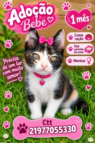 Gatinhos pra adoção