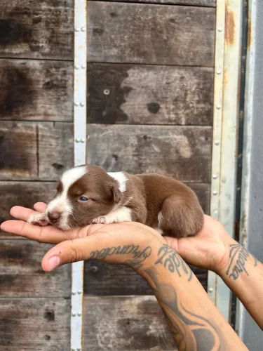 Border collie machos branco e marron , serão liberados sexta feira 