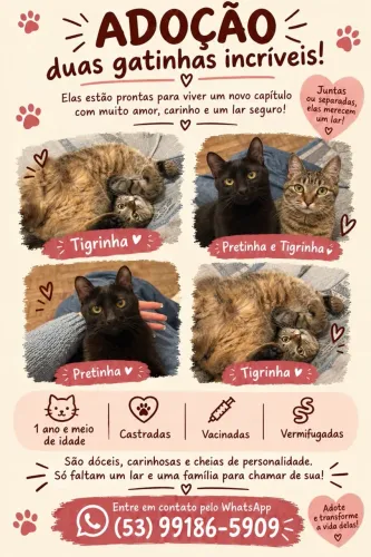 gatos adoção