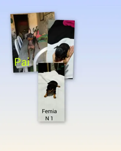 Pinscher fêmea 51 dias 