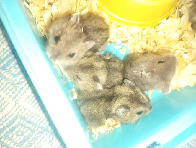 Hamster