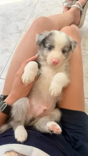 Border collie filhote puro blue merle olhos azuis