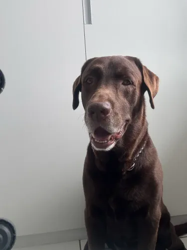 Procura-se uma namorada pra um labrador