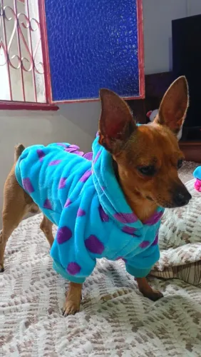 Roupinhas para Pets de porte médio e pequeno