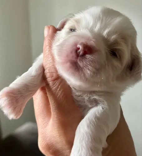 Shih Tzu
