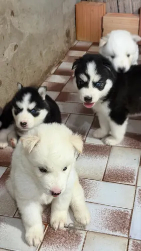 Husky