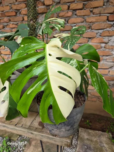    Monstera albo