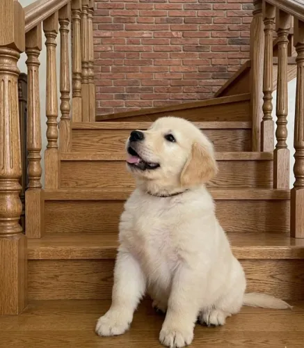 Golden Retriever com Pedigree. Pronta Entrega.