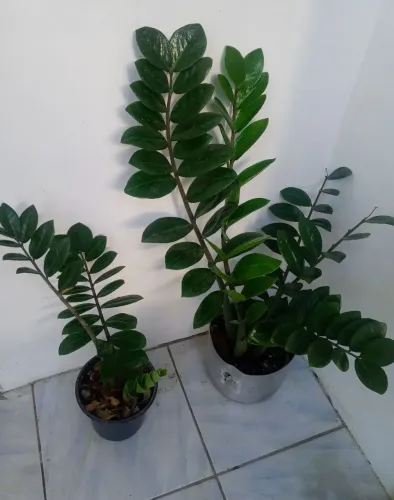 Planta Zamioculca em Vaso