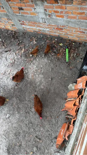 Galinha embrapa 051 em postura