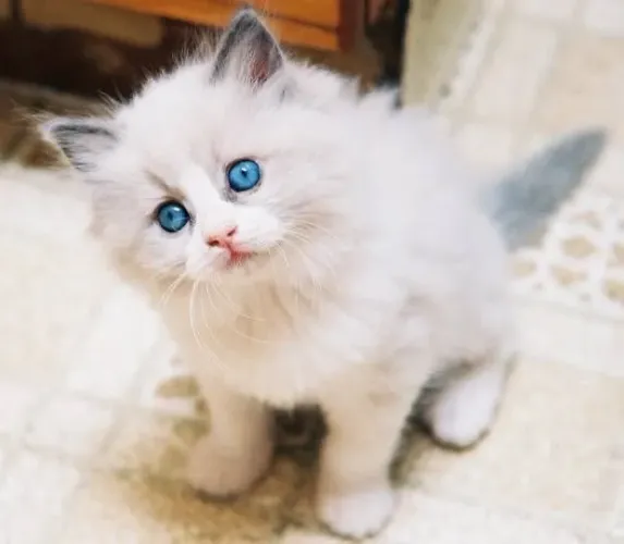 Ragdoll lindo machinho disponível