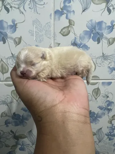 SPITZ ANÃO