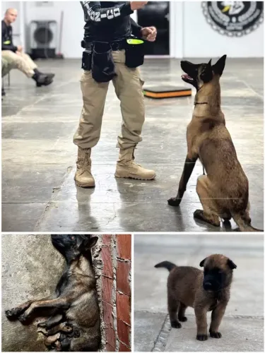 FILHOTE de pastor malinois