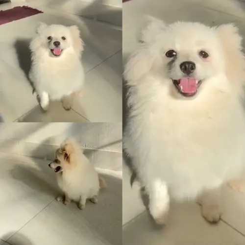 Spitz alemao adulta fêmea 