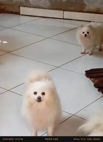 Lulu Pomerânia