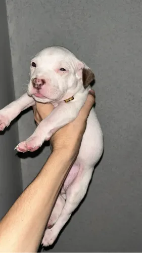 Pit bul